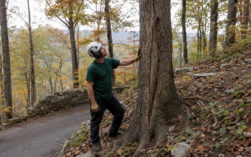 Worker reading an old seam up the bole of a chestnut oak on a Monte Sano slope in Huntsville.